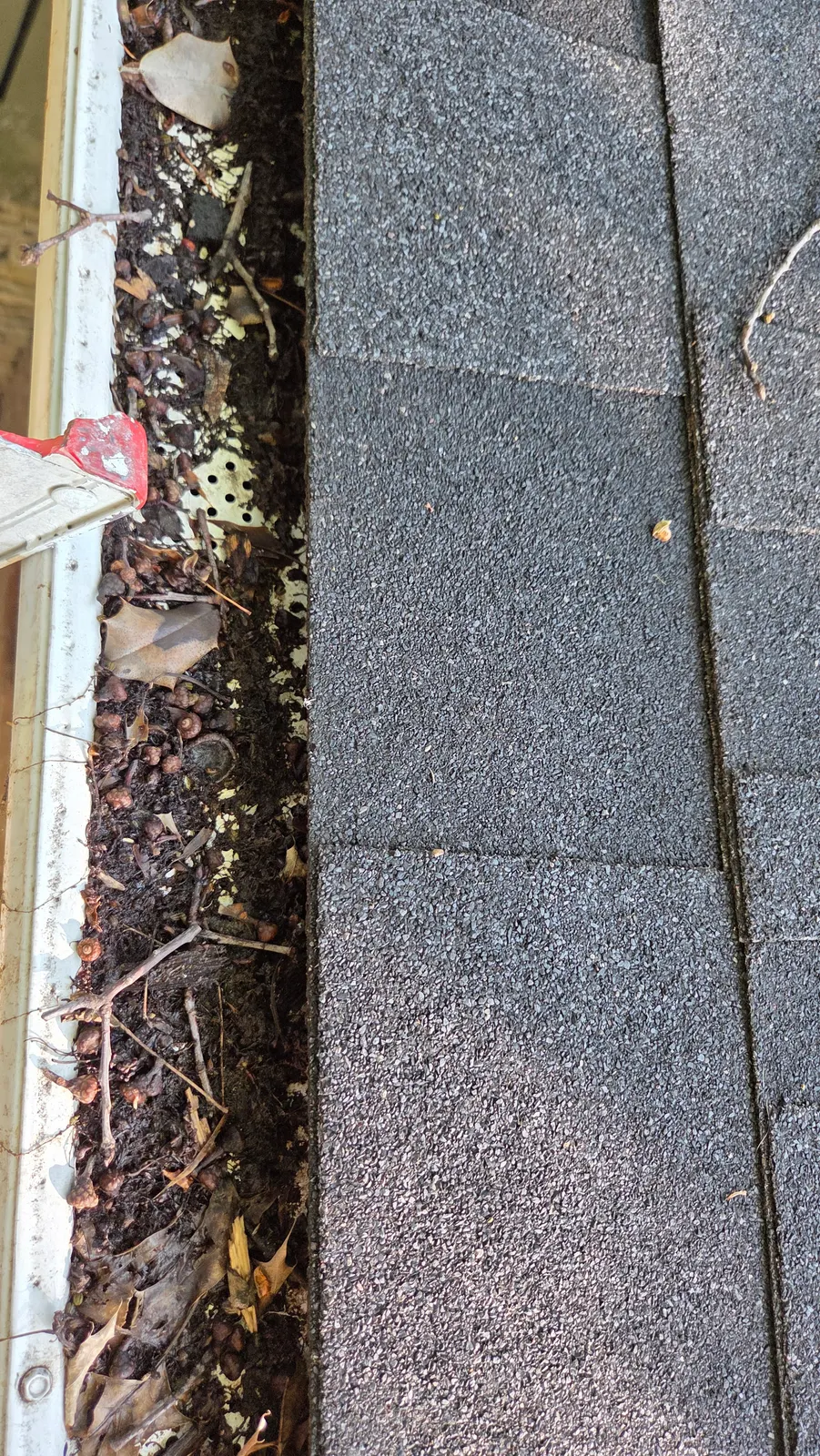 Close-up looking down into a gutter filled with seed pods, leaves and dirt next to roof shingles.